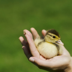 Duckling in the hand
