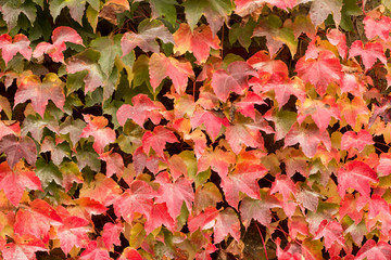 Weinlaub in herbstlichen Farben an Steinmauer