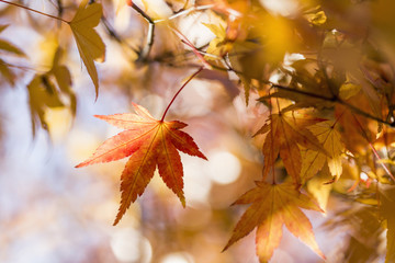 Colorful background of fallen autumn leaves