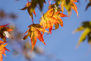 Colorful background of fallen autumn leaves