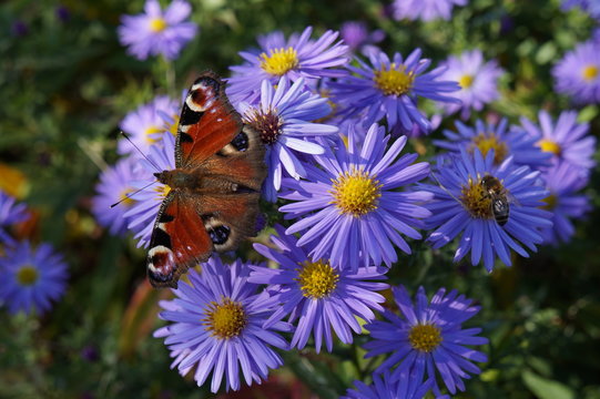 Rusałka pawik i pszczoła na kwiatach astr&oacute;w