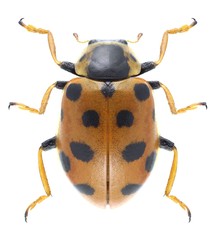 Hippodamia tredecimpunctata