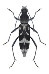 Beetle Chlorophorus figuratus
