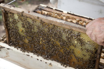 honey bees