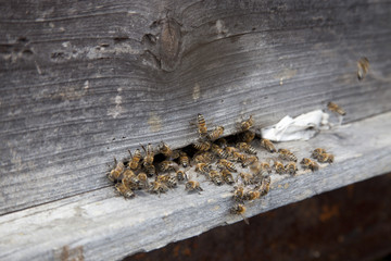 honey bees