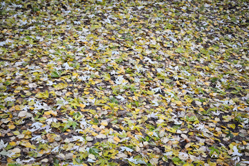 leaves on the ground