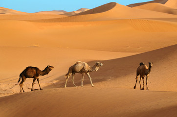Fototapeta na wymiar Wild camels
