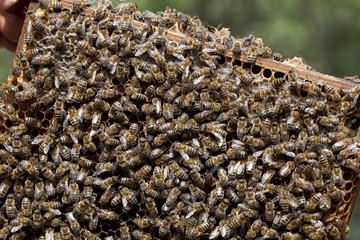 honey bees