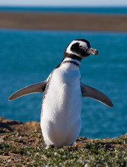 Naklejka premium Magellan penguin nesting. Funny pictures. Argentina. Peninsula Valdes. An excellent illustration.