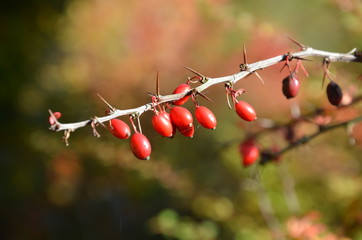 Berberitze - Rote Beeren im Wald - herbstlich