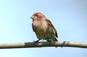 Purple Finch (Carpodacus purpureus), Courtenay, Vancouver Island, Canada