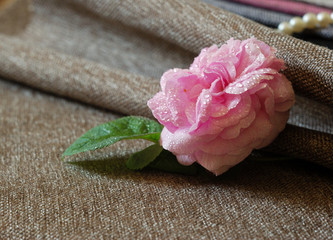 pink rose and sackcloth fabric