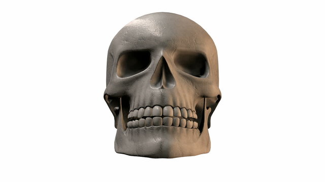 A front view of a render of a rotating clean human skull on an isolated white studio background