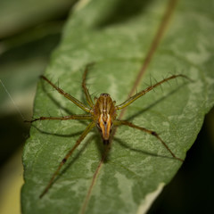 The little spider