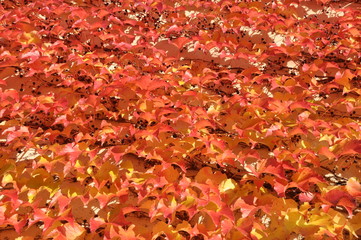 Red leaves of ivy on the wall of the building