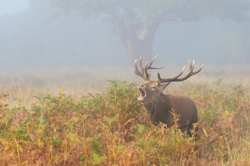 Red Deer - Rut time.