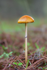 Mushroom photographed in their natural environment.