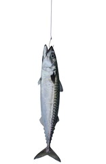 mackerel fish