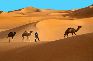 Fototapeta na wymiar Three camels