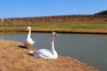 White swans with a vineyard in the background in the fall