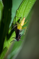 The little spider