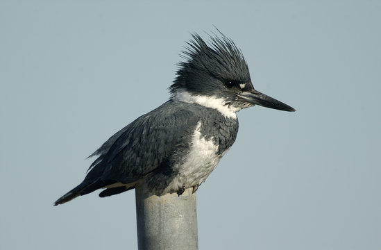 Belted Kingfisher (Ceryle alcyon), Point Holmes, Comox, Vancouver Island, Canada