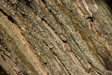The texture of the bark.