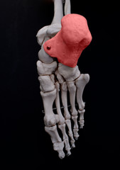 Calcaneus 