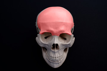 Frontal Bone 