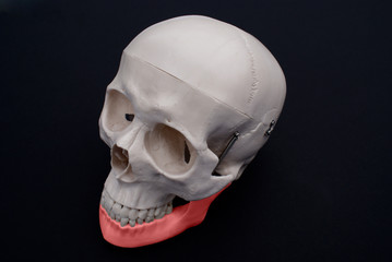 Mandible  © jodieadams