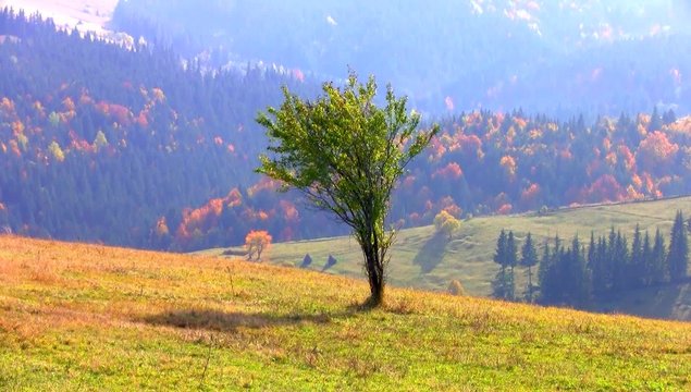 Plum tree in autumn countryside