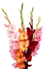 bouquet of gladiolus