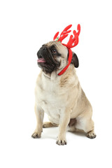 Obraz premium Funny pug dog in horns isolated on a white