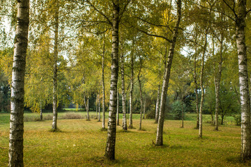 Fototapeta premium Birkenwiese