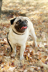 Funny pug dog in the autumn park, outdoor