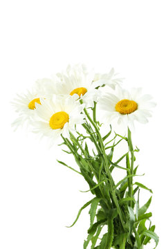 Bouquet of chamomile flowers on a white background