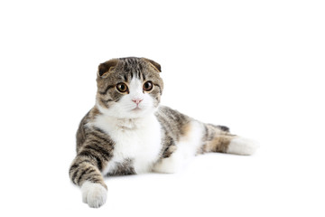 Beautiful cat isolated on a white