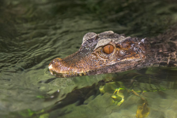 Obraz premium Crocodile