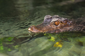 Crocodile