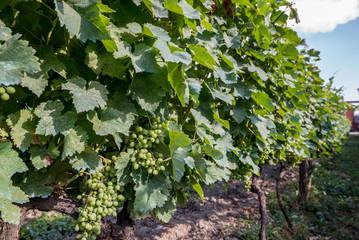 Fototapeta na wymiar vineyard in Napareuli city in Georgia