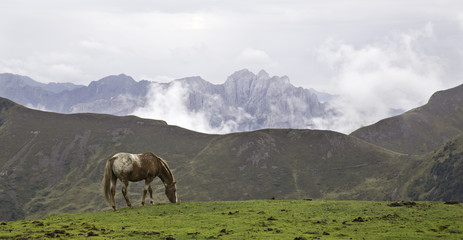 Pferde auf der Seiser Alm