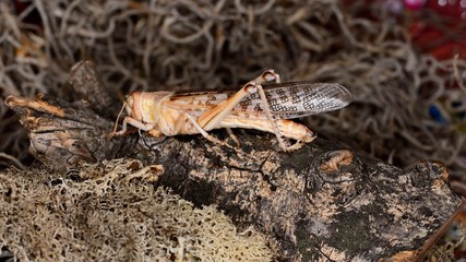 Heuschrecke