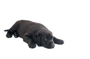 Puppy Black Labrador