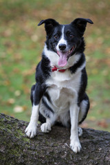 Border Collie