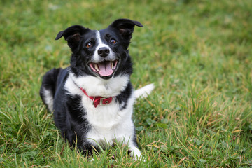 Border Collie