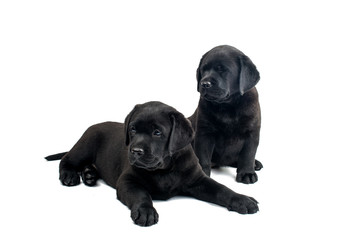 Puppy Black Labrador