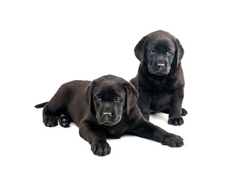 Puppy Black Labrador