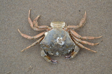 dode krab op het strand