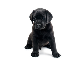 Puppy Black Labrador