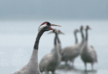 Obraz premium Portrait of the crane (Grus Grus) in the morning mist.Horizontal